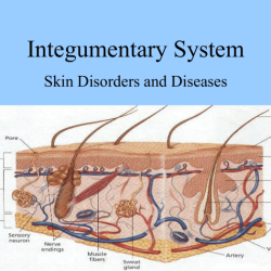 Exercise 6 the skin integumentary system