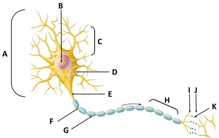 Figure 7 1 is a diagram of a neuron