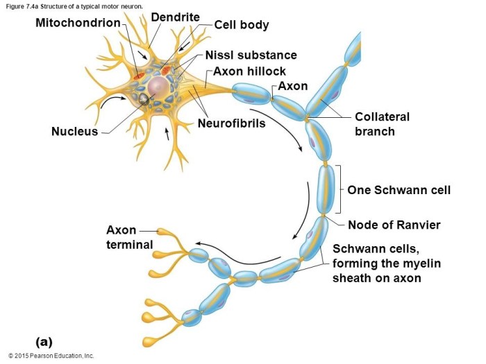 Figure 7 1 is a diagram of a neuron