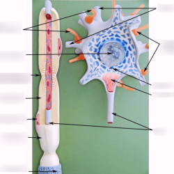 Figure 7 1 is a diagram of a neuron