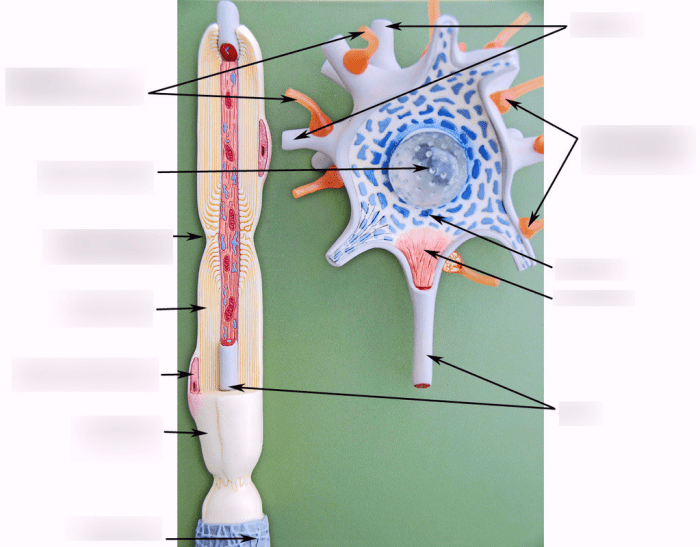 Figure 7 1 is a diagram of a neuron