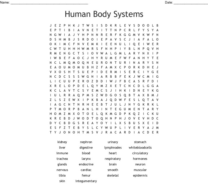 Human body systems crossword puzzle