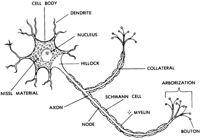 Figure 7 1 is a diagram of a neuron