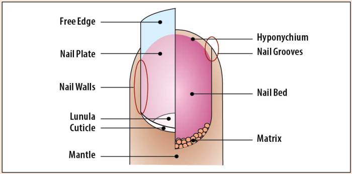 Milady chapter 2 anatomy and physiology