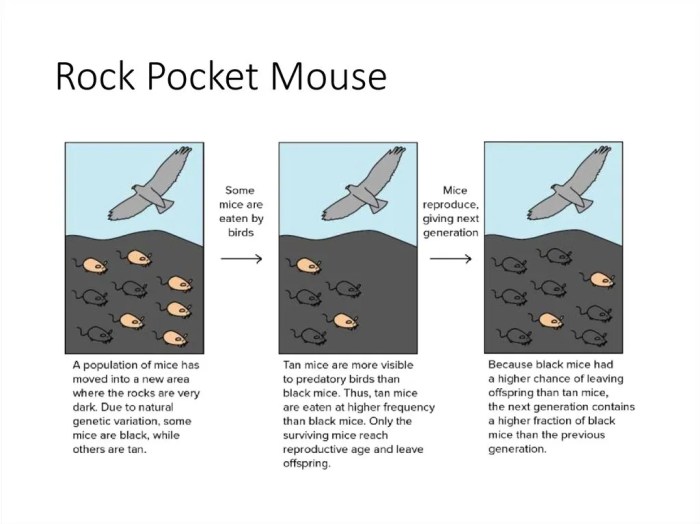 Rock pocket mouse worksheet answers