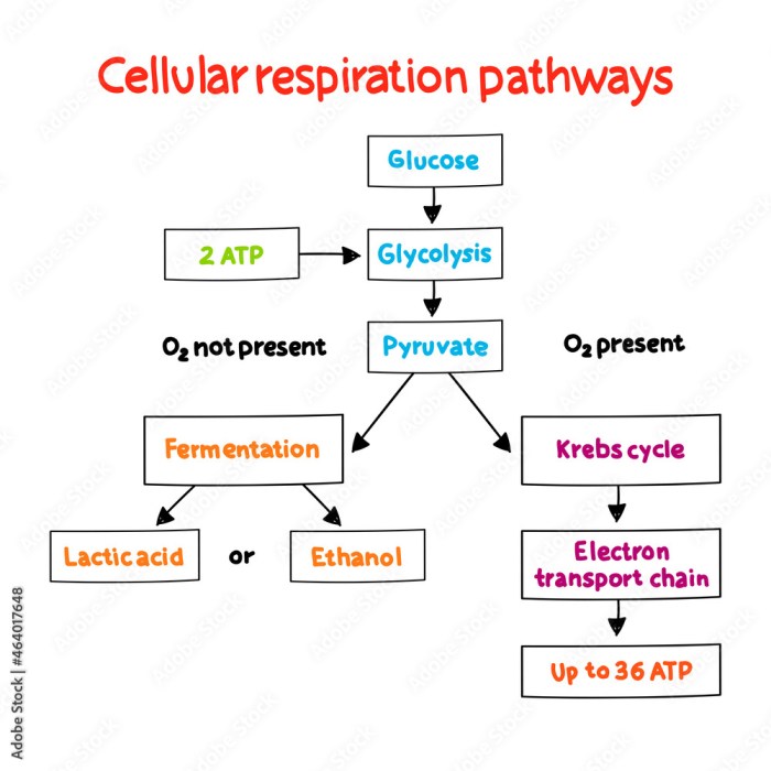 Concept respiration cellular photosynthesis map macromolecules bio helping mapping model chemistry explain higher subjects perform cognitive complicated levels teachers such