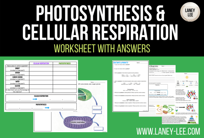 Modeling photosynthesis and cellular respiration answer key