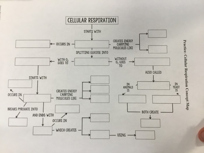 Practice cellular respiration concept map answers