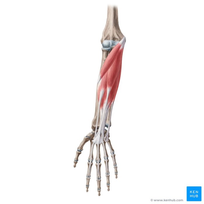 Forearm muscles anterior flexor superficial compartment carpi radialis flexion upper limb pronation