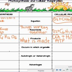 Modeling photosynthesis and cellular respiration answer key