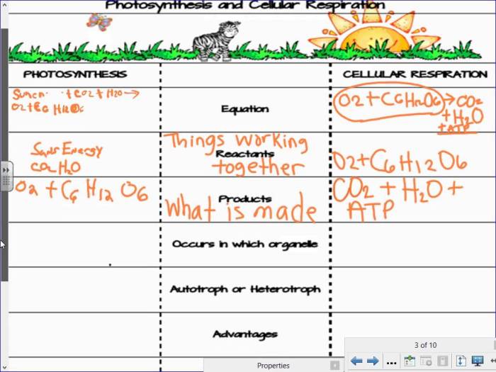 Modeling photosynthesis and cellular respiration answer key