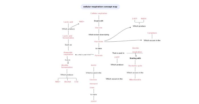 Practice cellular respiration concept map answers