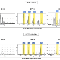 Complement c5a component antibody mouse rndsystems