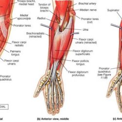 Forearm muscles anterior superficial anatomy