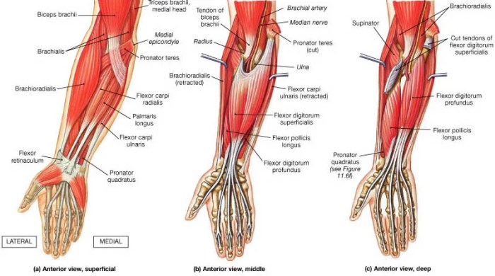 Forearm muscles anterior superficial anatomy