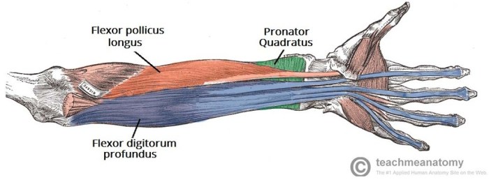 Distinguish the featured muscle from other anterior forearm muscles.