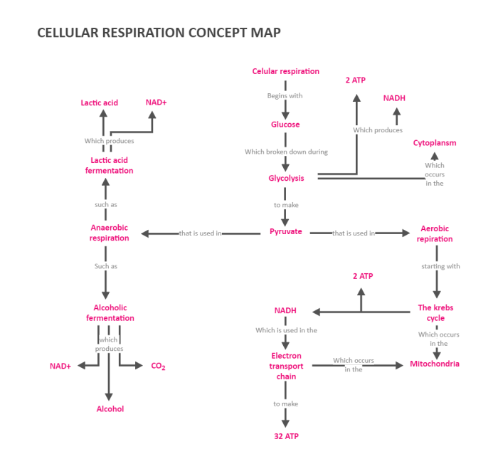 Respiration concept map aerobic