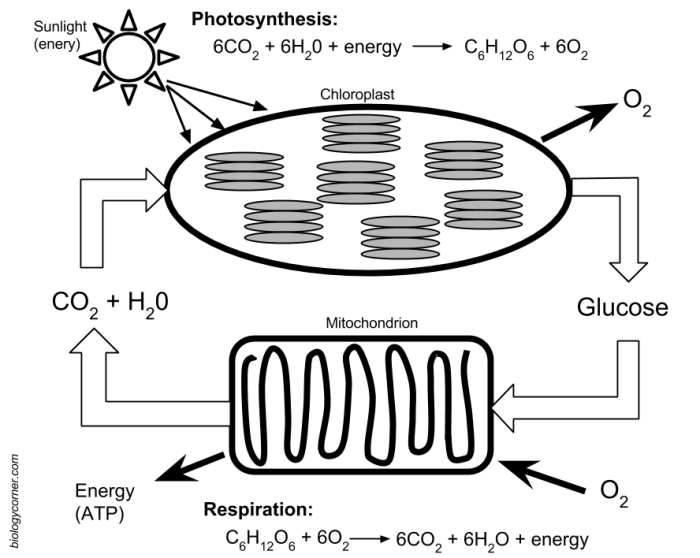 Modeling photosynthesis and cellular respiration answer key